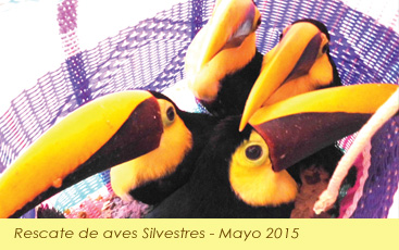 Decomision animales silvestre