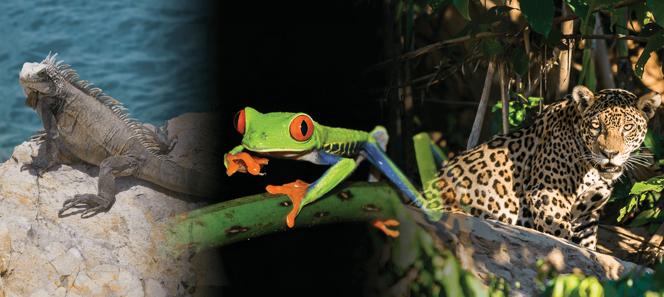 iguana
