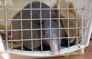 EL SALVADOR Y HONDURAS REALIZAN OPERATIVO CONTRA TRÁFICO DE ANIMALES SILVESTRES