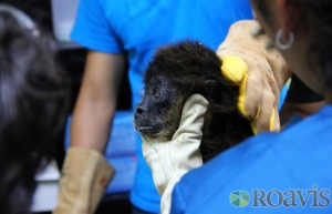 EL SALVADOR Y HONDURAS REALIZAN OPERATIVO BINACIONAL CONTRA TRÁFICO, COMERCIO Y TENENCIA DE ANIMALES DE LA VIDA SILVESTRE