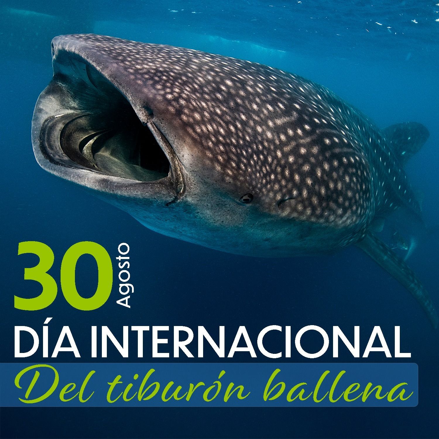 Dia Internacional del Tiburon Ballena
